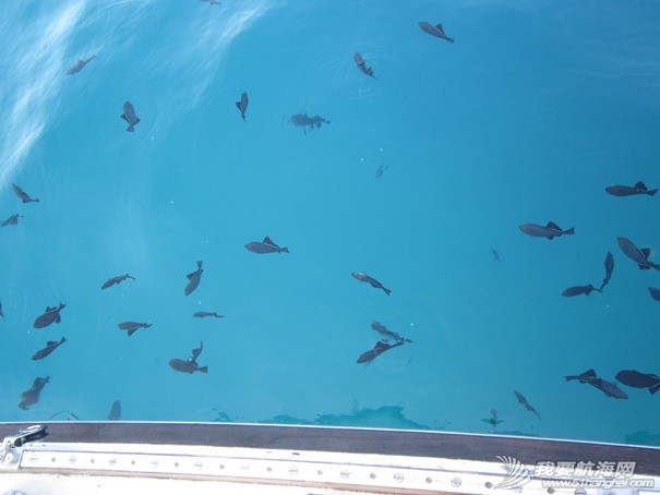 Ascension Island - fish.jpg