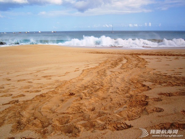 Ascension Island - Green Turtle track after laying eggs.jpg