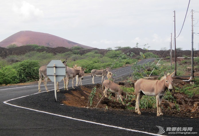 Ascension Island - donkeys.jpg