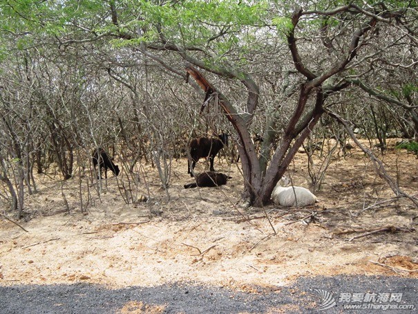 Ascension Island - goats.jpg