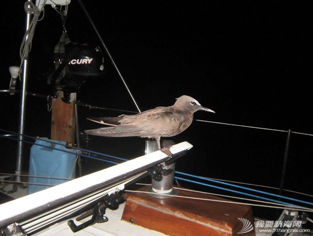 At sea - bird on hatch.jpg