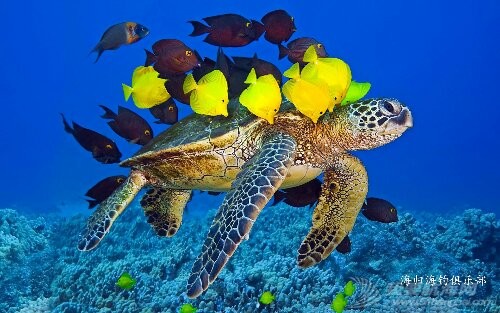 Sea-turtle-ocean-underwater-yellow-and-brown-fish_1920x1200.jpg