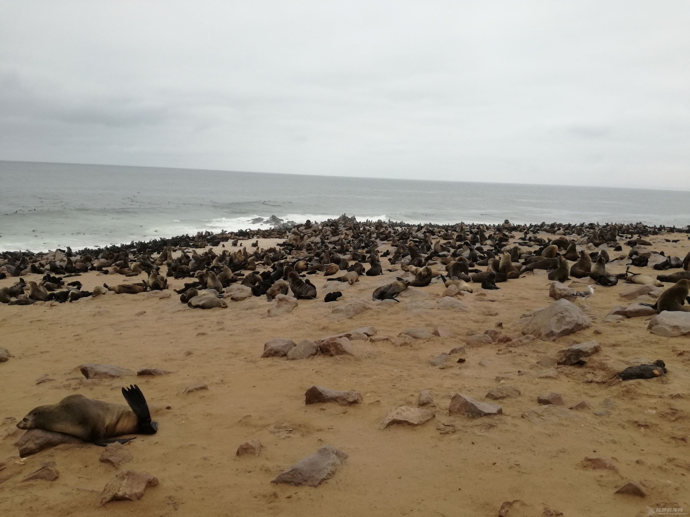 17 seals colony at capecross.jpg
