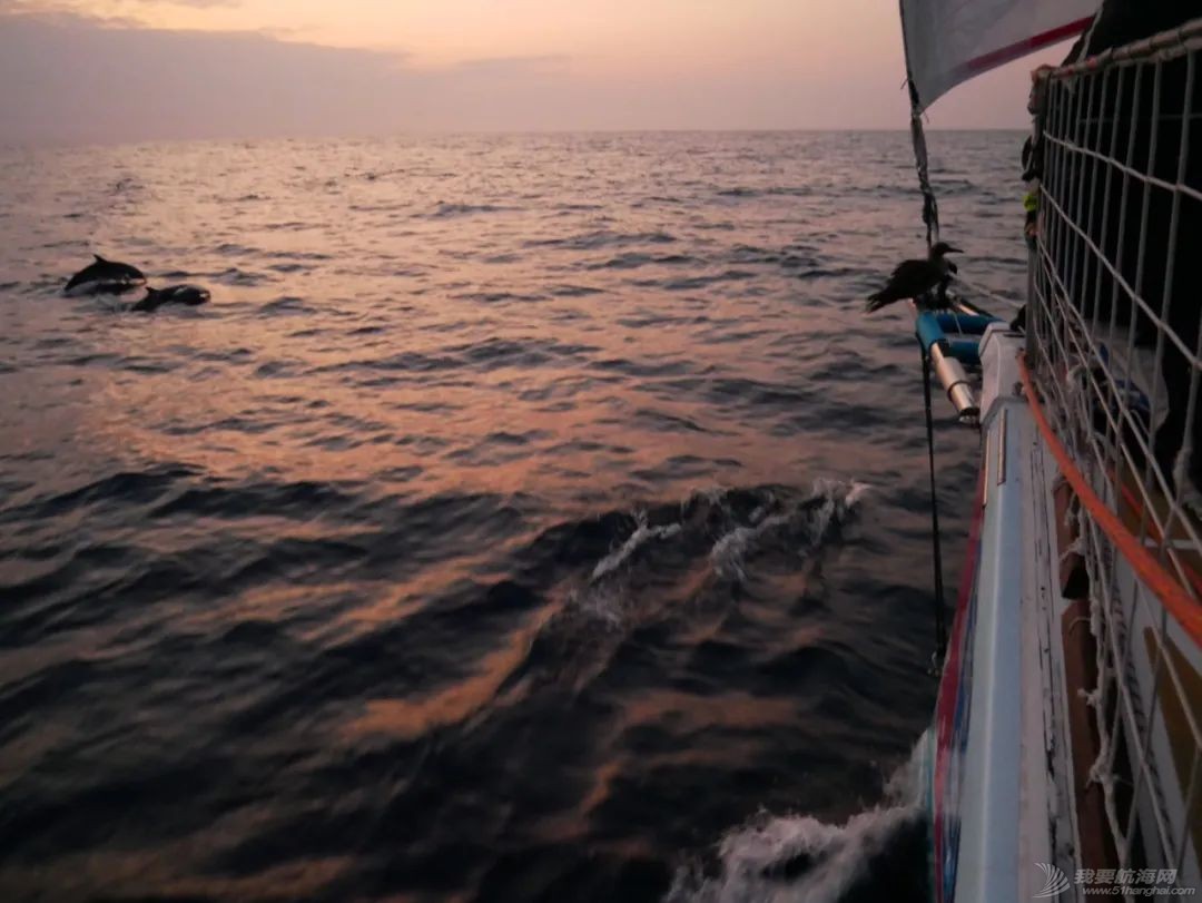世界海洋日:克利伯帆船赛途中的野生万象w5.jpg