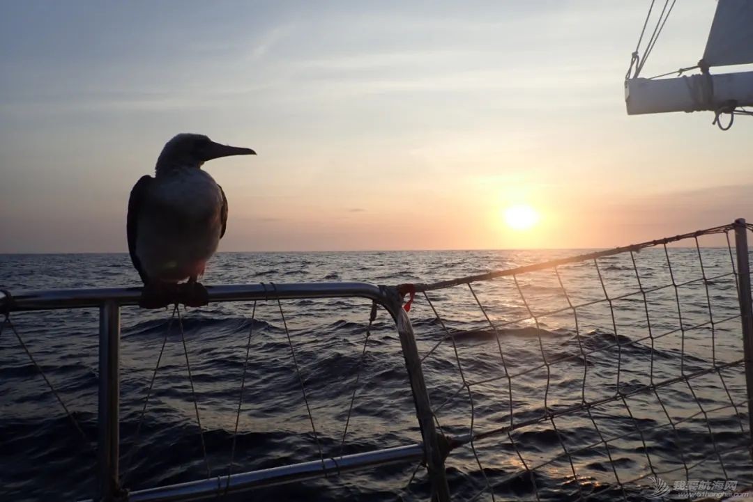 世界海洋日:克利伯帆船赛途中的野生万象w3.jpg