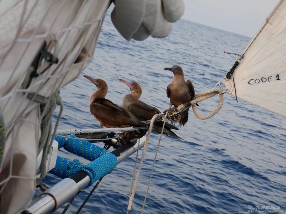 世界海洋日:克利伯帆船赛途中的野生万象w6.jpg