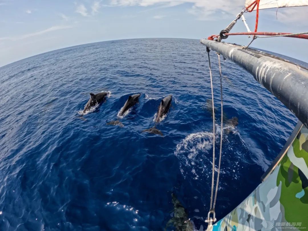 世界海洋日:克利伯帆船赛途中的野生万象w10.jpg