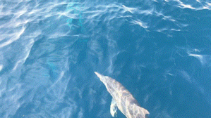 640 2.gif