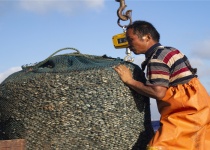2018年8青岛红岛蛤蜊大丰收，每天都有十万余斤蛤蜊上岸。