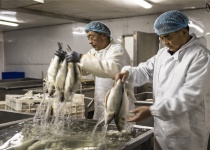 青岛特色一鲁鲜巴鱼鲈鱼，传统加工，口味鲜美，呈现广大市民。